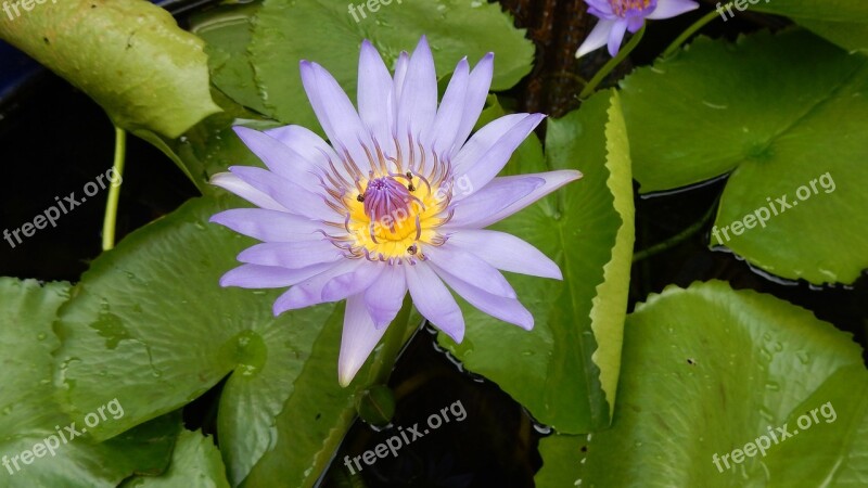 Lotus Lotus Flower Lotus Blossom Water Flower Aquatic Plant