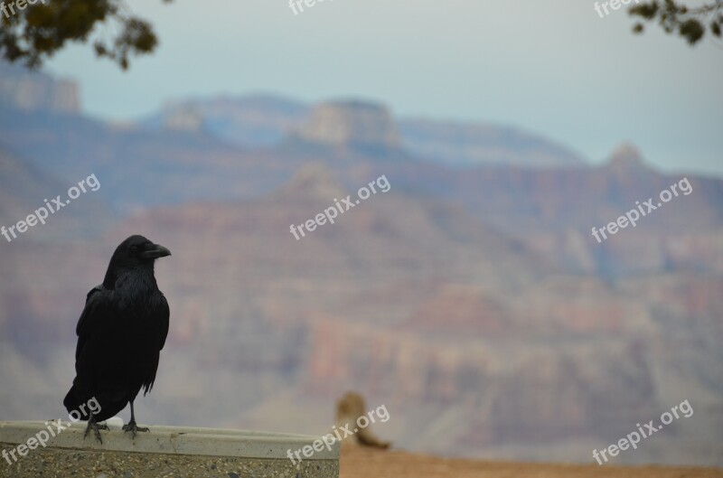 Focus Determination Planning Free Photos