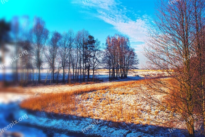 Winter Tree Nature Color Landscape