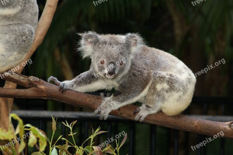 Australia Koala Zoo Animals Free Photos