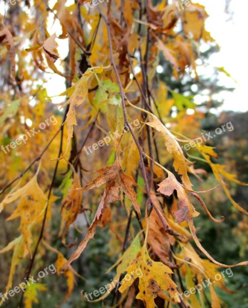 Autumn Leaves Tree Leaves In The Autumn Fall Foliage