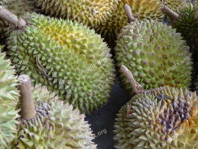 Durian Java Indonesia Fruit Food