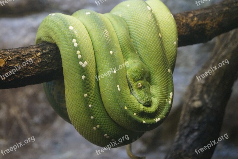 Green Tree Python Zoo Close Up Free Photos