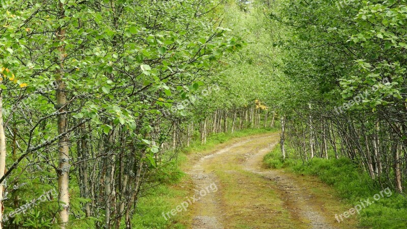 Birch Birch Grove Path Forest Sweden