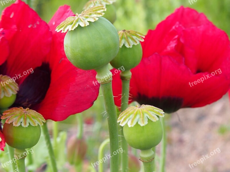 Poppy Poppyhead Red Flower Macro