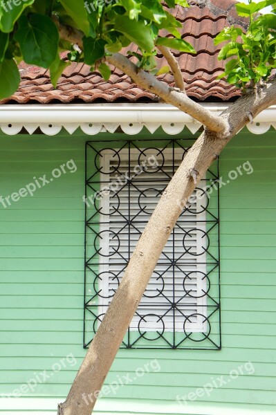 Tree Crown Roof House Top