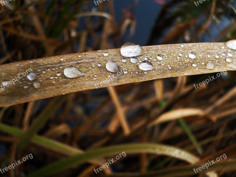 Blade Of Grass Macro Dew Water-drop Wet