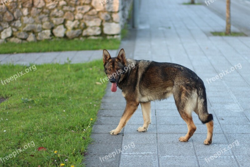 Dog Wolf Homeless Pastor German