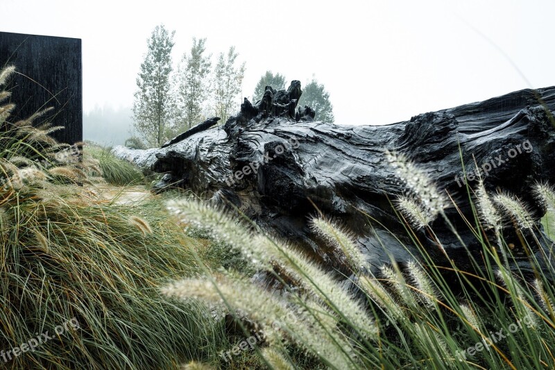 Dead Wood Rain Dark Free Photos