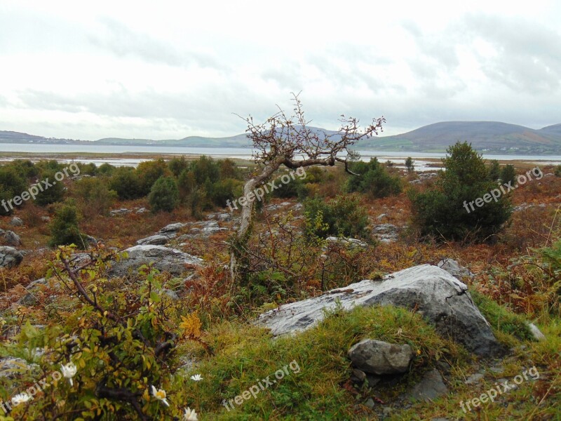 Tree Wild Nature Landscape Environment