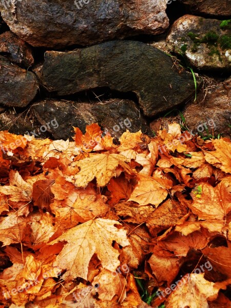 Autumn Foliage Colors Stone Wall Autumn Colors