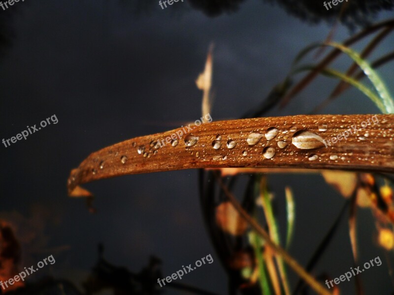 Drop Macro Blade Blade Of Grass Raindrop