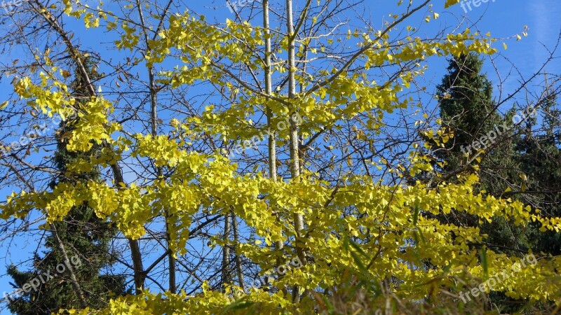 Gingko Deciduous Tree Conifers Autumn Fall Color