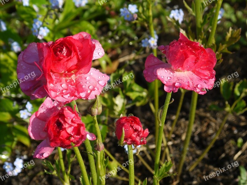 Flowers Background Red Floral Nature