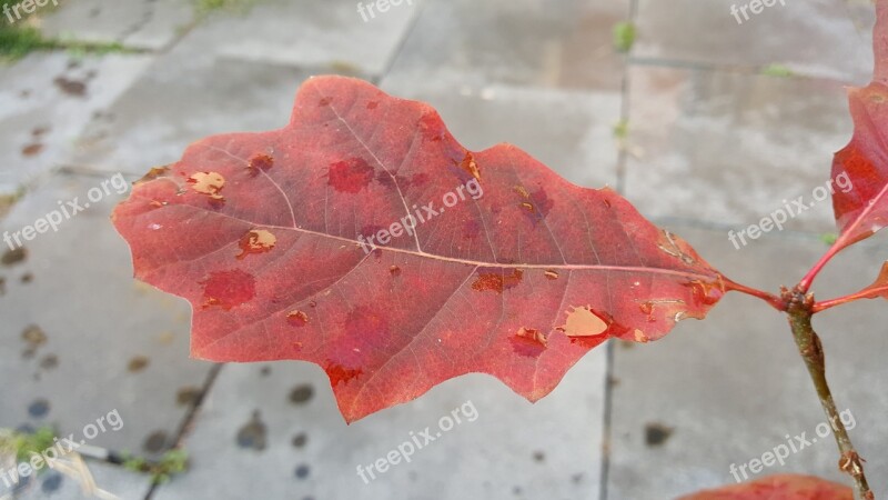 Oak Leaf Autumn Oak Nature Sheet