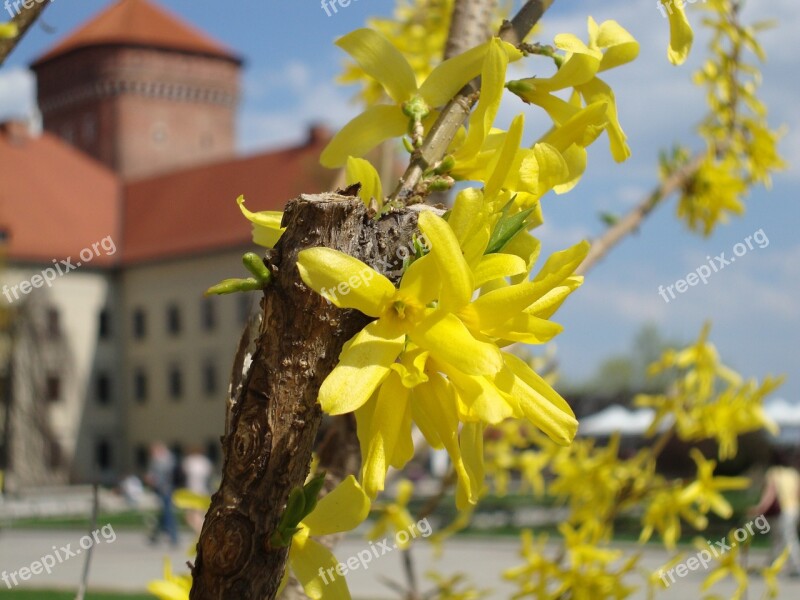 Forsythia Kraków Poland Wawel Flowers