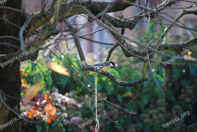 Tit Small Bird Songbird Free Photos