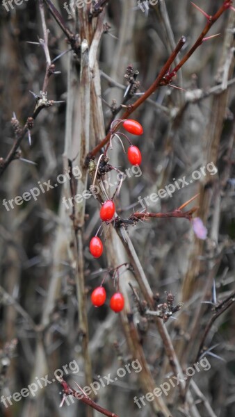 Firethorn Hawthorn Bush Hedge Free Photos