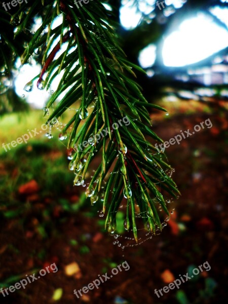 Needles Drops Web Twig Water-drop