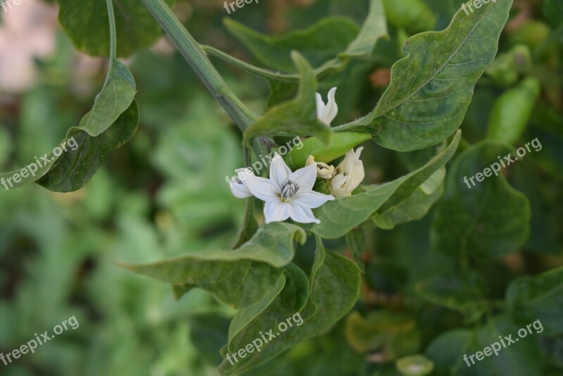 Cayenne Pepper Flower Capsicum Annuum Free Photos