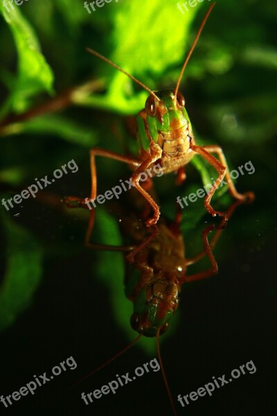 Grasshopper Animal Insect Nature Wildlife