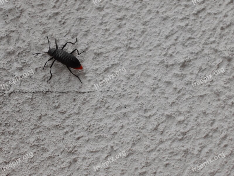 Beetle Tenebrídeo Insect Animal Antennas