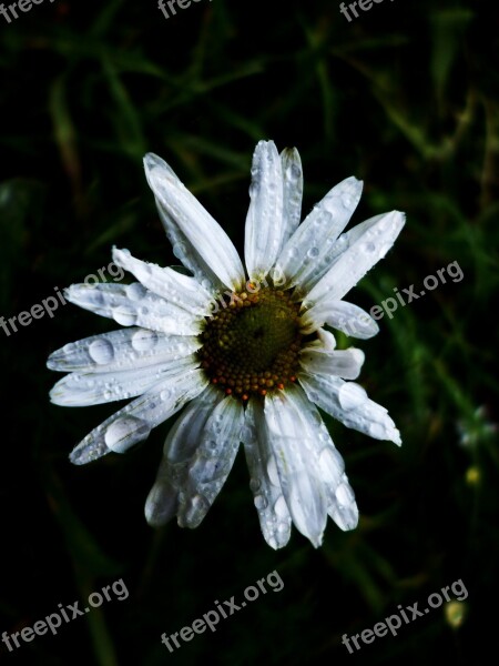 Flower White Daisy Nature Flower Free Photos