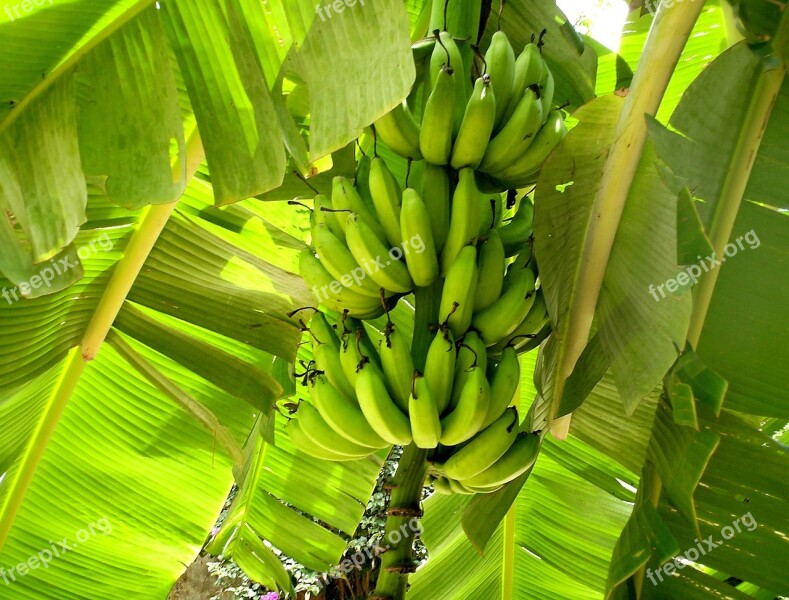 Nature Fruit Plants Leaves Food