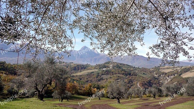 Olive Trees Mountains Italy Nature Scenic