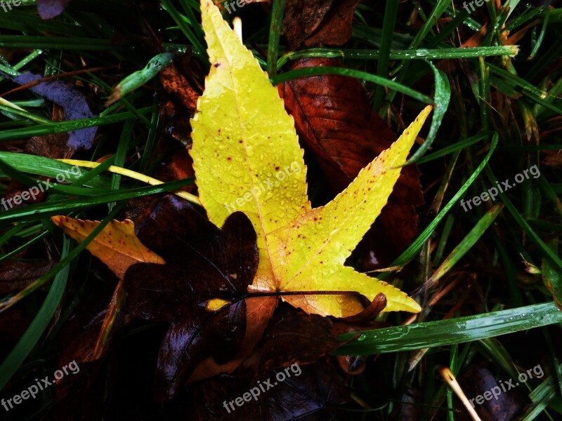 Grass Sheet Foliage Autumn Autumn Leaves