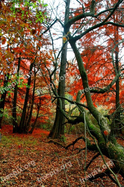 Autumn Forest Red Leaves Coloring