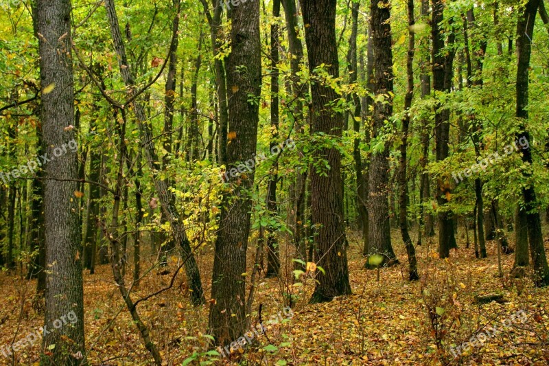 Autumn Forest Yellow Leaves Coloring