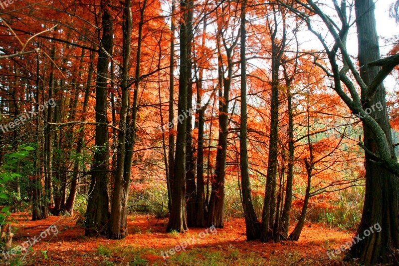 Autumn Forest Red Leaves Coloring