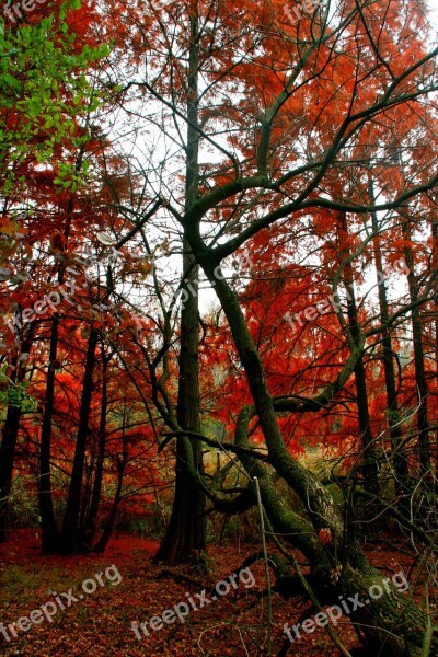 Autumn Forest Red Leaves Coloring