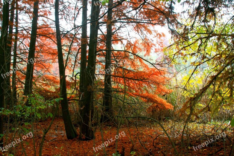 Autumn Forest Red Leaves Coloring