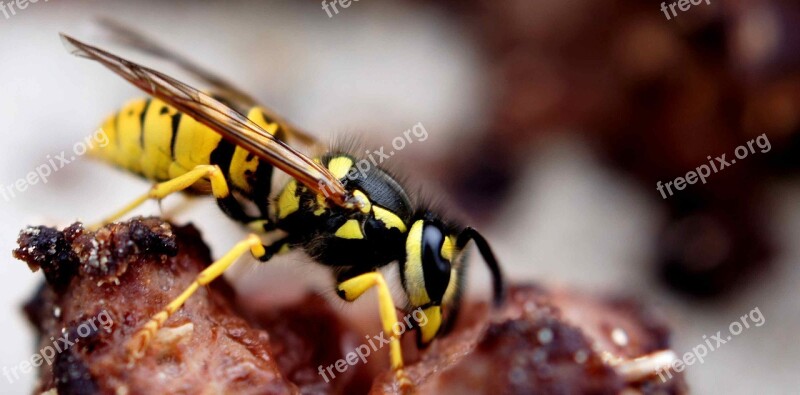 Wasp Yellow Eat Sting Free Photos