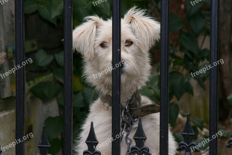 Dog Fence Curiosity White Pet