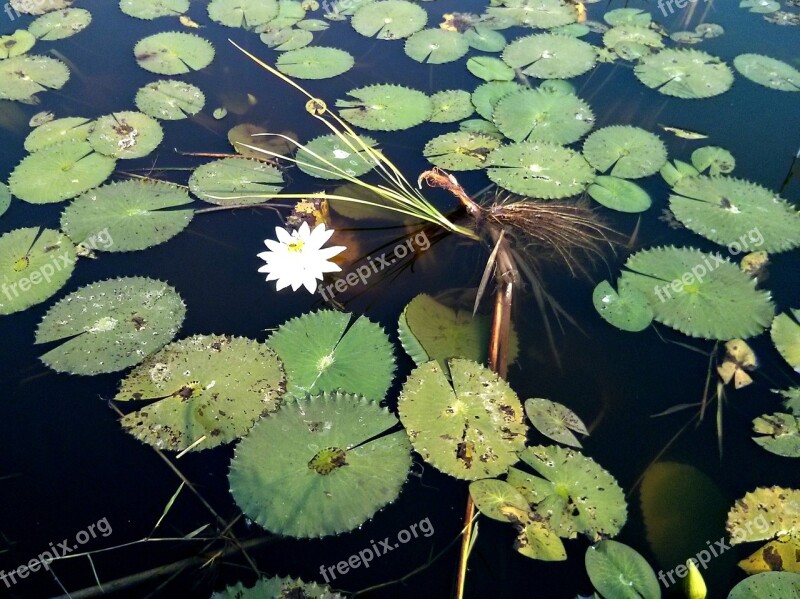 Burundi Water Lily Water Free Photos