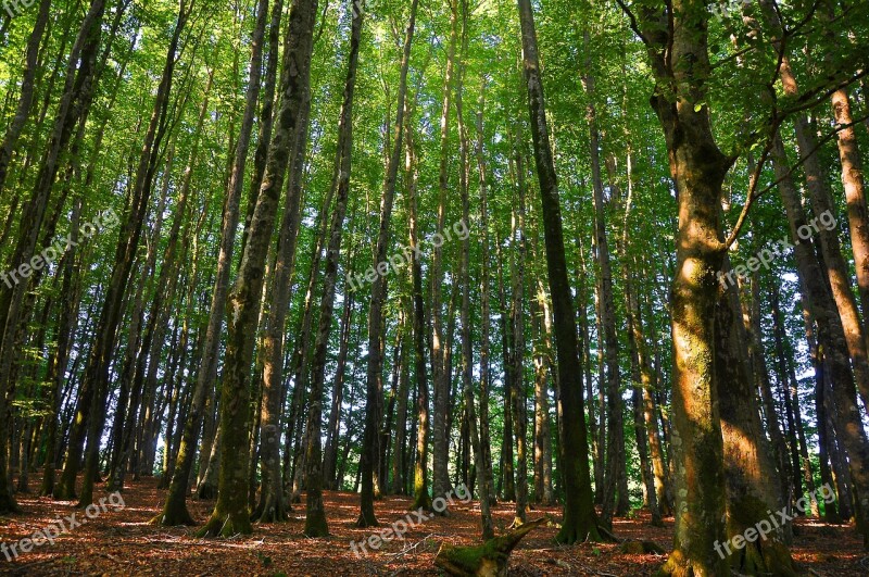 Forest Trees Nature Into The Woods Free Photos