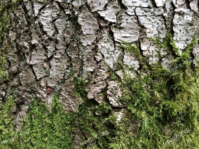 Tree Bark Moss Log Nature