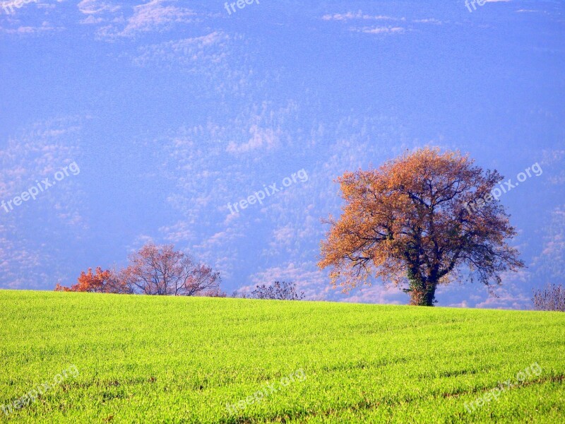 Tree Green Field Leaf Grass