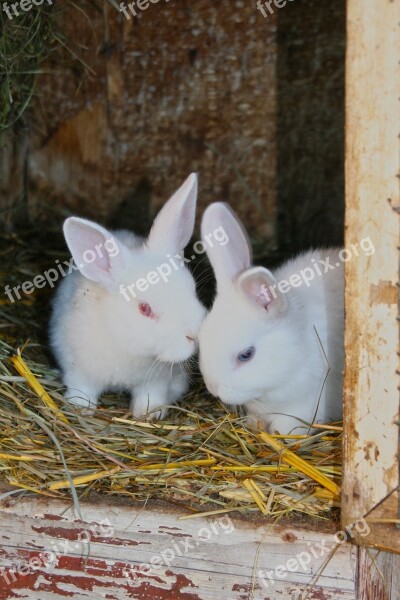 Rabbit Young Rabbits White Albino Fur