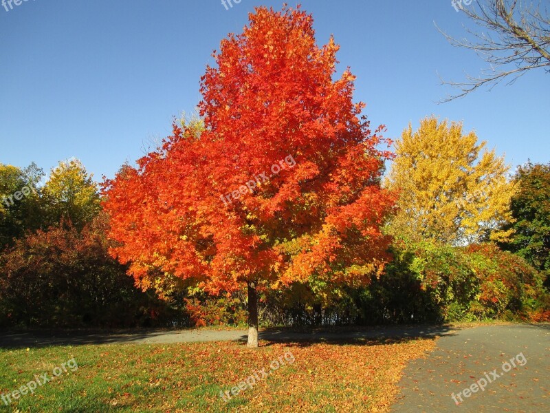 Fall Colors Fall Autumn Fall Background Yellow