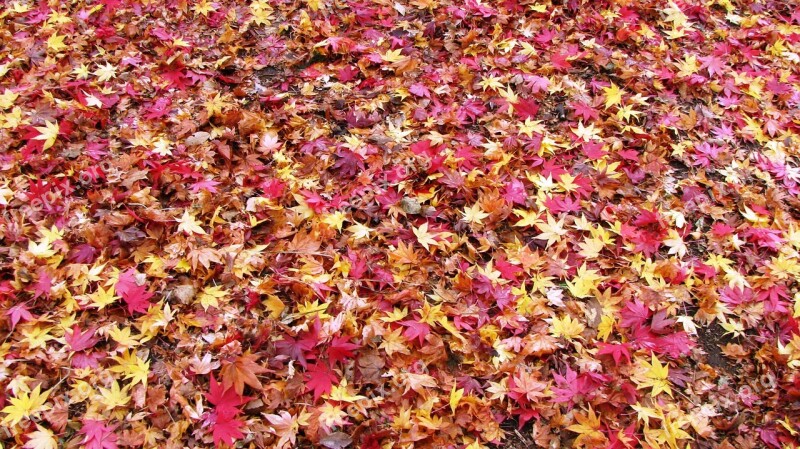 Fallen Leaves Fall Of Japan Maple Rugs Autumn Color