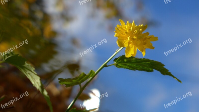 Ranunkel Shrub Yellow Blossom Bloom Blue