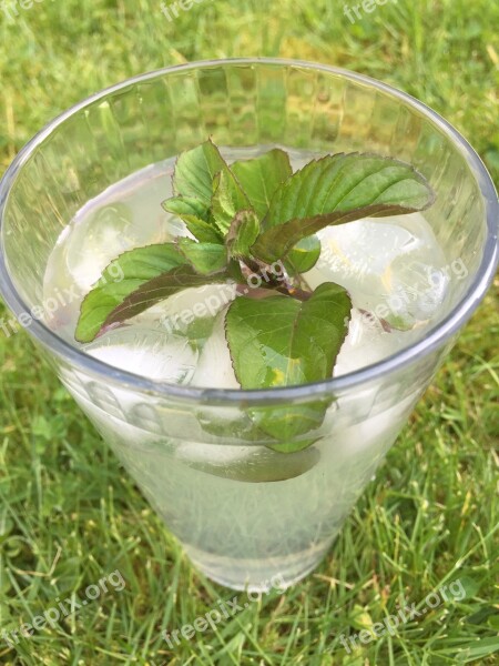 Drink Mojito Cocktail Mint Lime