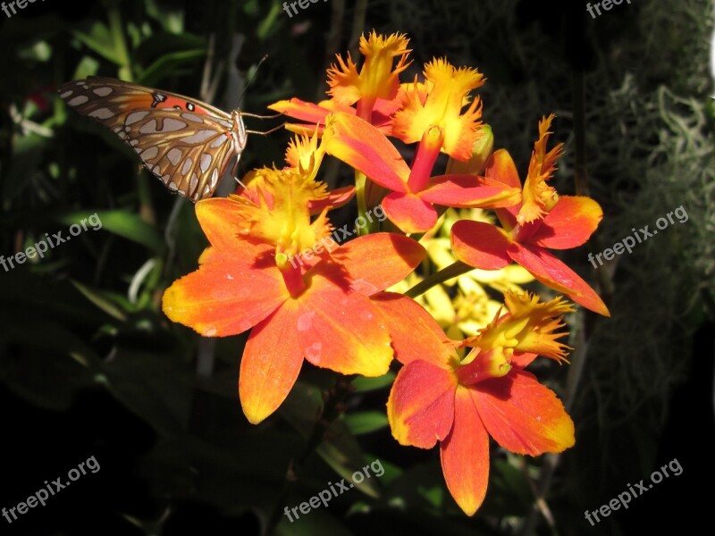 Epidendrum Butterfly Orchid Orange Hawaii