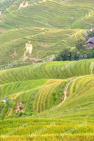 Rice Plantation Rice Plantations Rice Fields Asia