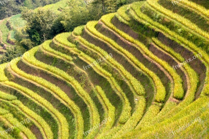 Rice Plantation Rice Plantations Rice Fields Asia