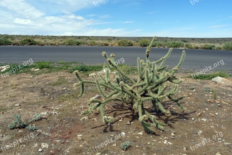 Cholla Cactus Cactus Desert Mojave Flora